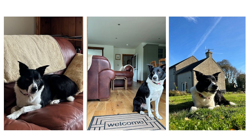 Dog Friendly Places to Stay